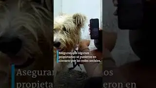 Rescatan a perritos que quedaron abandonados tras la erupci&oacute;n de un volc&aacute;n en Indonesia #shorts