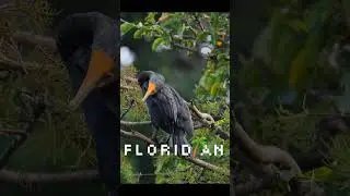 Double-crested cormorant of Florida #birdingparadise