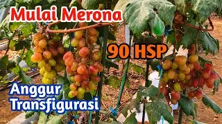 Mulai Merona: Update 90 HSP Buah Anggur Transfigurasi
