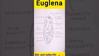 Euglena diagram #euglena #shorts #ytshorts #shortfeed #shortsvideo #drawing