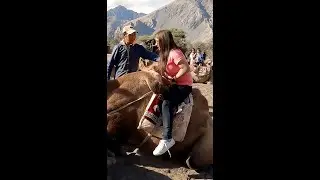 Beautiful Girl ride Camel #short