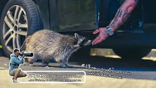 Folge 13 - Mensch oder Waschbär, wer ist das Problem?