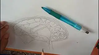 #easydiagram#humanbrain    HUMAN BRAIN MADE BY SHUBHANSH MALLIK