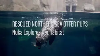 Minnesota Zoo Rescued Northern Sea Otter Pups Pupdate: Nuka Explores Her Habitat