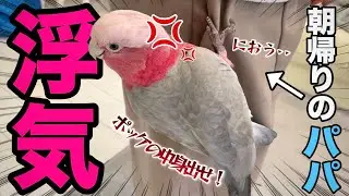 パパが朝帰りしたらメンヘラ系オウムによる浮気調査が始まって大変なことになったww【モモイロインコ】