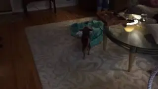 Harley gets an empty bag of food