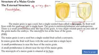 Grade 11 Chapter 4 The external structure of maize grain