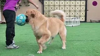 Golden Retriever Apollo&rsquo;s Outdoor Fun Playtime | Happy Holiday Vibes