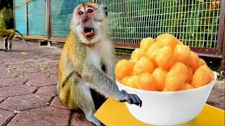Monkey loves cheese curls | feeding big box cheese puffs to smart monkeys | Feeding monkey