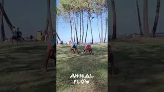 Training Animal Flow 15