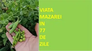 Viata mazarei in 77 de zile / Pea life in 77 days