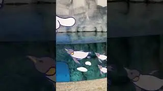 First time to see real live Penguins in Hong Kong 