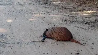 tat&uacute; peba comendo jararaca