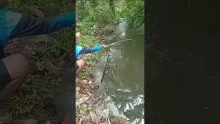spot kecil isinya babon babon #mancing #fishing #spotnilaliar