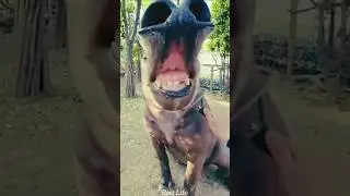 dog and cat dance 🐈🐕❤️🥰 #funny #cute #comedy #dog #cat