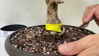Ground Layering to improve the root base of my Texas Ebony.  26-Jul-2023