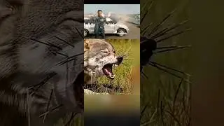 funny🤣Porcupine Defense mechanism
