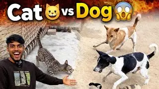 Cat 🐱 vs Dog 🐶 😱 / Shocking Fight Caught on Camera / real fight 🫣/ Deepak vlog handia 