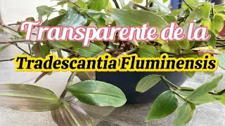 TRADESCANTIA FLUMINENSIS// transplante y cuidados