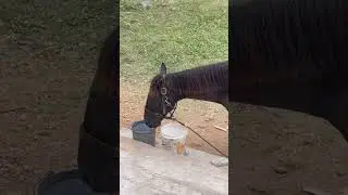 This is how much water a horse can drink
