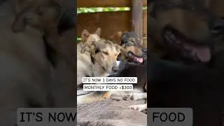 IT'S NOW 3 DAYS NO FOOD #rescuedog #dogsofyoutube #trendingvideo #funny @freitasrosamaria900