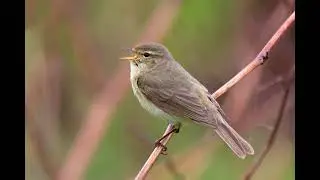 Phylloscopus collybita