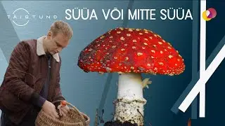 TÄISTUND – Süüa või mitte süüa – punast kärbseseent, nimelt. Selles on küsimus…