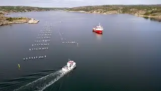 Så ska de hitta blåsfiskgiftet i svenska musslor