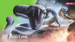 Russell's Viper Animations | Creature Essentials | Copyright FREE VFX