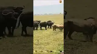 A power struggle between a buffalo and a lion