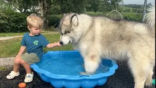 Adorable baby Boy Shares Paddling Pool With His Wolf! (Cutest Ever!!)