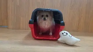 メイちゃん