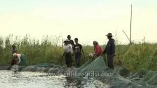 Artificially built, circular phumdis for fishing in Loktak Lake, Manipur