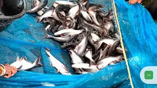 Basic knowledge of Pangassius fish farming in winter Season