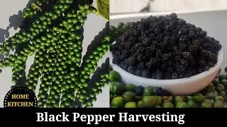 மிளகு | Black Pepper Harvesting | Black Pepper | மிளகு அறுவடை