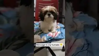 Message to my humans 😁 #shorts #youtubeshorts #shihtzu #labrador #dog #fypシ #foryou #viral #trending