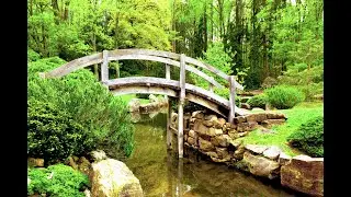Relaxing Piano Music Soft Piano Music Birds Chirping Relief Sleep Нежная Спокойная Музыка Пение Птиц