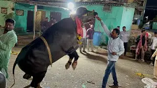 Madhapur Sadar 2022 | Sadar Sayyata |&nbsp;#sadar2022 | Sadar Festival in Hyderabad 2022