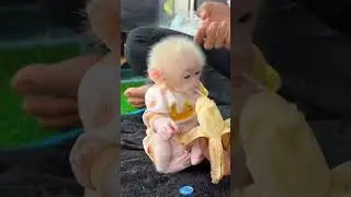 baby monkey wearing clothes | baby monkey cute moments #monkeyvideos #monkeybaby