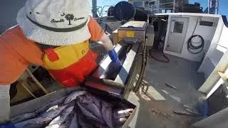 The F/V Nobska Haddock Fishing