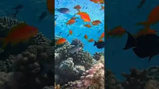 Day 15 | What Does "seabed to stars" Mean? | English Idiom and phrase  | #shorts