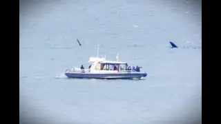 Passengers Aboard American Whalewatch Vessel in Canadian Waters Get Up Close View of a Pod of Orcas