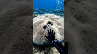 Divers found THIS in the reef&hellip; 🤢 It's BREATHING. #shorts #thalassophobia #horror #creepy #ocean
