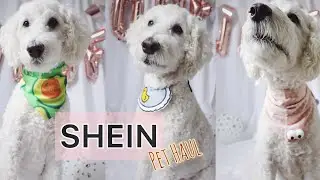 Goldendoodle SHEIN Try On Pet Haul | Big Dog Edition | Under $10!
