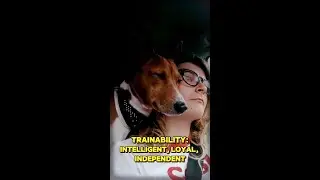 Basenji vs Shiba Inu: In-Depth Comparison | #Basenji #ShibaInu #DogBreeds #DogLovers #PetCare