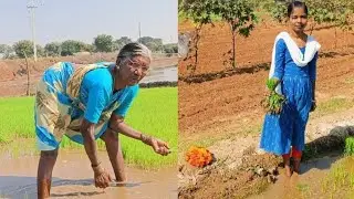 కలుపు బోనం పెట్టి వరి నారు పీకడం#farmer telugu 