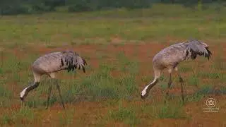 The Ultimate Common Cranes Knowledge Quiz! #birds #wildlife #nature