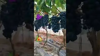 Amazing Grapes 🍇 in Garden Pakistan Fruit
