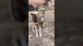 Please save my dog