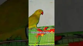 mera beta 🤣🐥#mithu #parrot #talkingparot #talkinganimal #birds #mithukibatain #viral#trend#viralnews